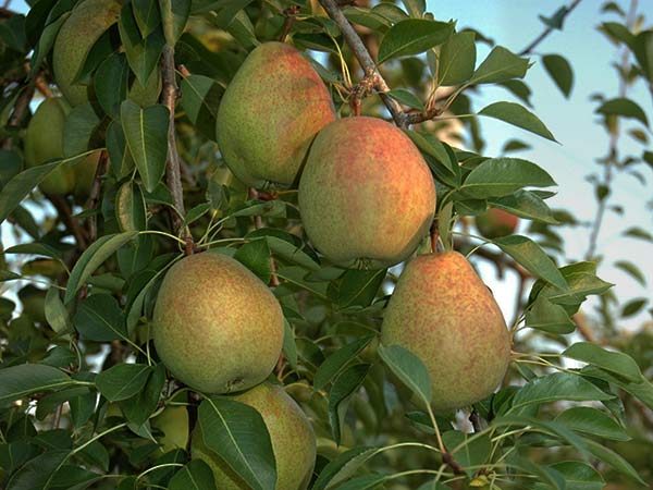 Après la pomme, Dieu créa la poire