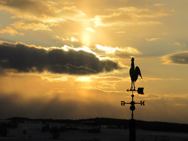 Le coucher du coq