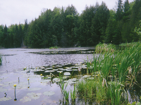 Au paradis de grenouille
