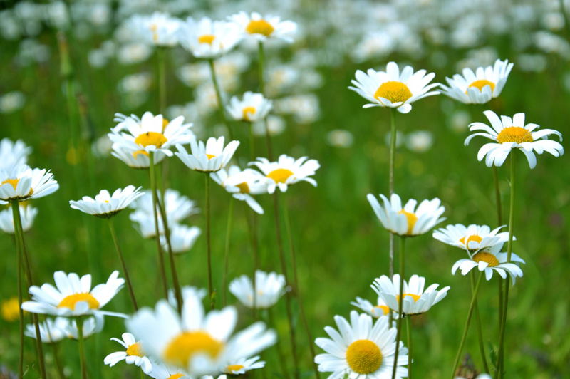 Marguerites